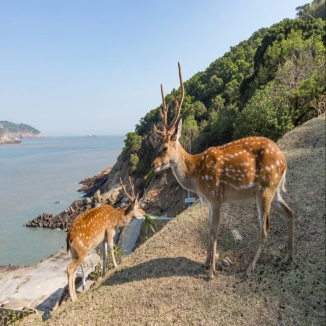 喜鴻假期 【藍眼淚在馬祖．南竿、北竿、大坵島３日】藍眼淚生態館、𥩥里大宅、大坵島尋鹿