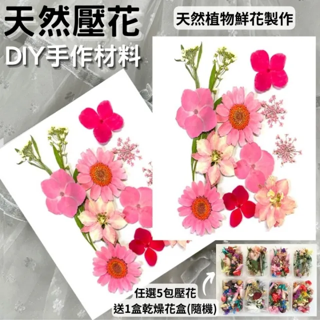 【A-ONE 匯旺】乾燥壓花 押花材料 永生花 植物花卉 手賬手工裝飾 DIY花朵 壓花材料包