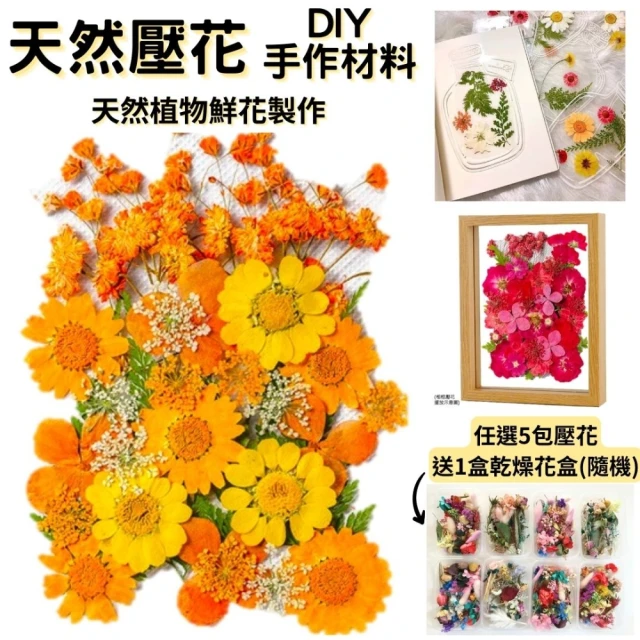 A-ONE 匯旺 DIY花藝材料包 菊花 雛菊花書籤 乾花材料包 幼兒園 手工自製 天然壓花