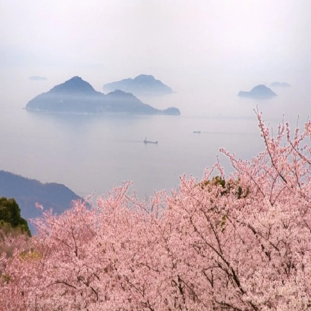 【喜鴻假期】【高雄出發．四國獻櫻情６日】阿波舞體驗、紫雲出山、倉敷、仙境溪谷遊船、金刀比羅宮