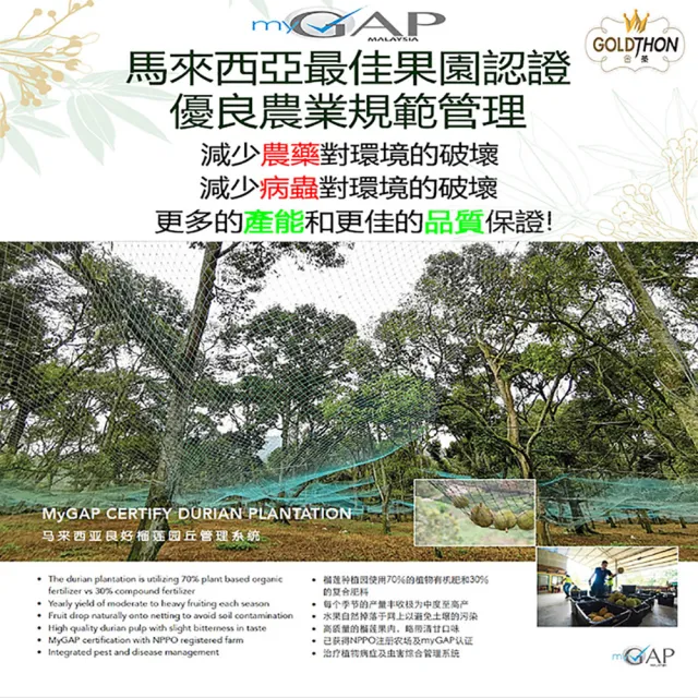【Gold Thon】馬來西亞黑刺榴槤果肉盒裝400克*1盒(真空貼體盒裝 清真認證)