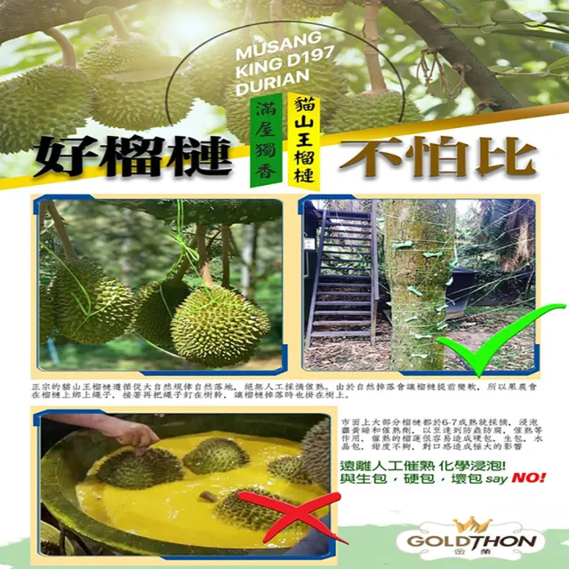 【Gold Thon】馬來西亞黑刺榴槤果肉盒裝400克*4盒(真空貼體盒裝  清真認證)