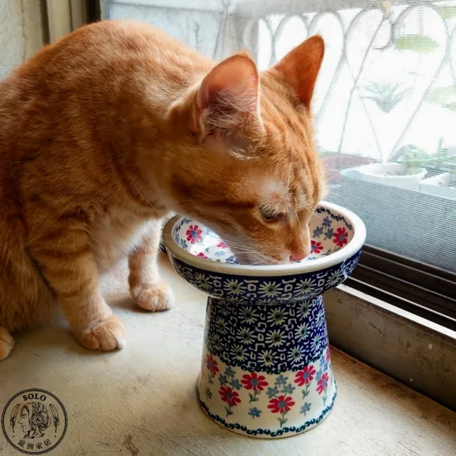 【SOLO 波蘭陶】波蘭製 Manufaktura 波蘭陶 17cm 寵物碗 圓形厚底碗 貓咪/中/小型犬適用