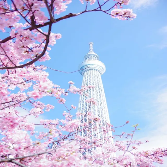 【東京四日計畫票】樂桃航空09-03月指定日期(早早去晚晚回含行李託運/含稅純機票)