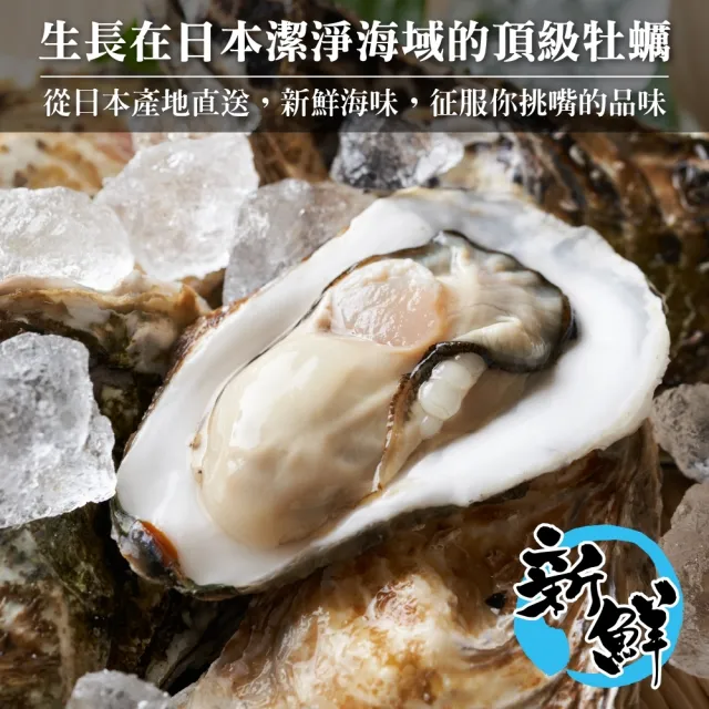 【三頓飯】日本原裝全殼牡蠣2L尺寸8包組(共40顆_單顆90-120g/約500g/包)