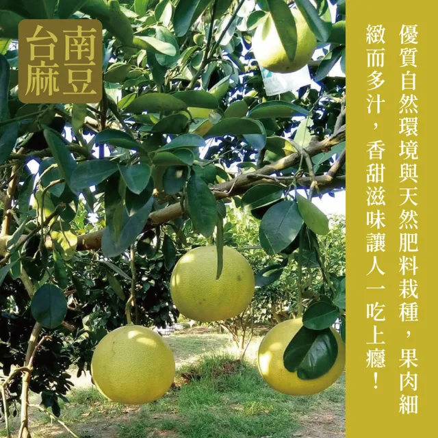e果園-台南麻豆40年老欉特A選大白柚10台斤/箱x2箱-柚子(約4-5大顆/箱x2箱)