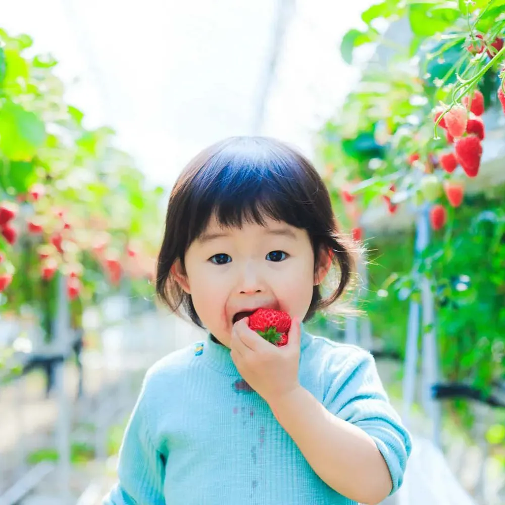 【喜鴻假期】【寒春暖心泡湯關西５日】鮮採草莓吃到飽、日本環球影城、宇治奈良、水上巴士、龍蝦和牛