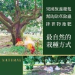 【e果園】台南麻豆特選-西施柚10台斤/箱(約5-6大顆/箱)