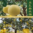 【e果園】台南麻豆特選-西施柚10台斤/箱(約5-6大顆/箱)