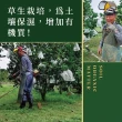 【e果園】台南麻豆特選-西施柚10台斤/箱x2箱(約5-6大顆/箱x2箱)