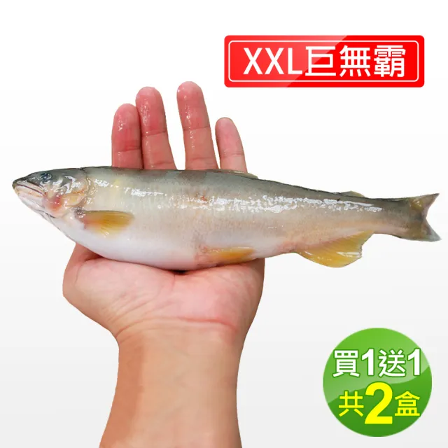 【優鮮配】宜蘭高山泉水當季捕撈爆卵巨無霸XXL母香魚共2盒(920g/盒)