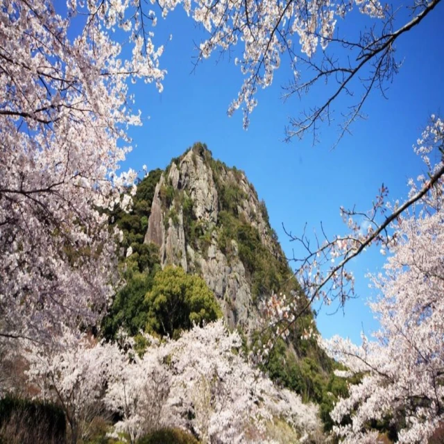 喜鴻假期 【東北藏王樹冰７日】草莓吃到飽、銀山溫泉街、超萌狐