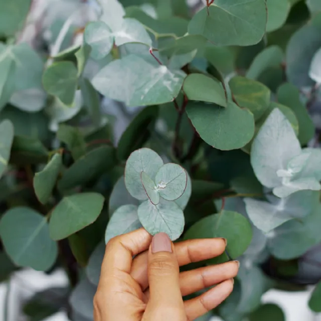 【MG瑪格諾莉雅】單方精油-澳洲尤加利精油(10ml)