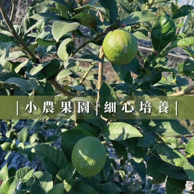 【屏東檸檬】有籽檸檬 10斤箱裝(產地直銷 現採新鮮出貨)