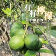 【金桔檸檬】屏東金桔檸檬組 5斤箱裝(金桔2斤+檸檬3斤/箱)
