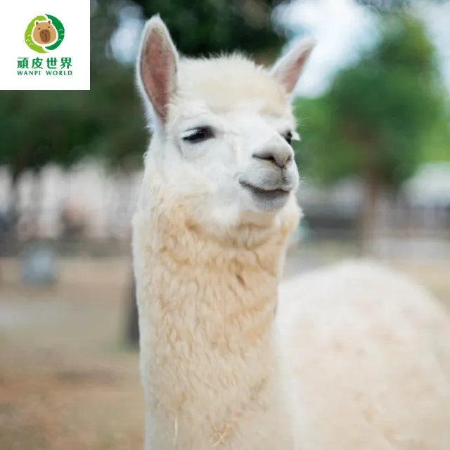 【台南頑皮世界】動物園單人敬老票★65歲以上假日不加價(歐享券-玩樂生活休息)