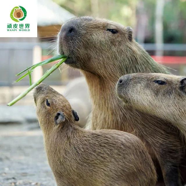 【台南頑皮世界】動物園單人全票券★12歲以上假日不加價(歐享券-玩樂生活休息)