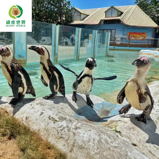 【台南頑皮世界】動物園單人幼童票3-6歲★假日不加價(歐享券-玩樂生活休息)