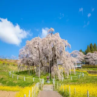 【喜鴻假期】【高雄出發．福島櫻花開６日】三春瀧櫻、會津鐵道、權現堂油菜花、抹茶體驗、三溫泉