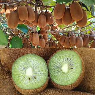 【愛蜜果】台灣梨山綠色奇異果X6盒(7-8顆/約600克/盒)