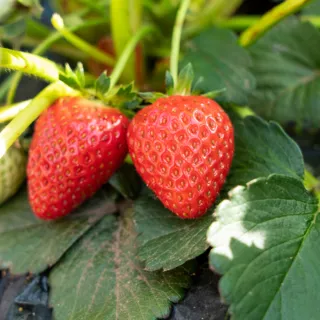 【光合果物】苗栗大湖香水草莓 大果4盒(15顆/盒 產地直送 冷藏配送)