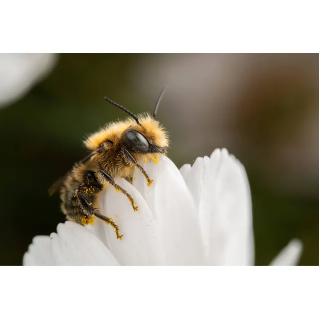 【LAOWA】老蛙 90mm F2.8 CA-Dreamer Macro 2X(公司貨 超微距鏡頭 望遠大光圈定焦鏡頭 手動對焦)