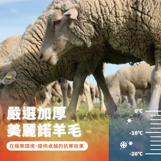 【TAS 極限運動】高筒滑雪羊毛襪 2雙入(雪襪 耐寒-15度 滑雪襪 登山襪 高筒滑雪襪 羊毛襪 滑雪)