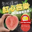 【果樹寶石】彰化溪州紅心芭樂大果6-7顆x2盒（約3斤/盒）（300克±10%/顆）(小農下單才採收 鮮甜帶花香)
