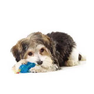 【Petstages】歐卡狗玩具2入組 潔牙 耐咬 防水 寵物玩具