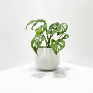 【原植】洞洞蔓綠絨(送禮 室內 植物 植栽)