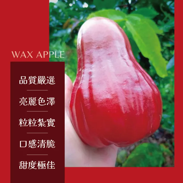 【e果園】高雄六龜LV級黑糖芭比蓮霧禮盒-中果5台斤/盒(中果約21顆-24顆/盒/產地新鮮直送)