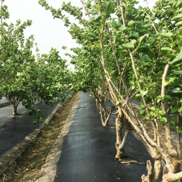 【老農手摘】嘉義義竹天然野生桑葚果15公斤業務用x1箱(散裝_產地直銷)