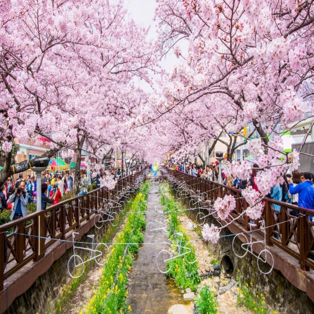 喜鴻假期 【高雄出發．花現繽紛釜山５天】秘境賞櫻、萬坪油菜花、良洞民俗村、龍宮雲橋、長腳蟹