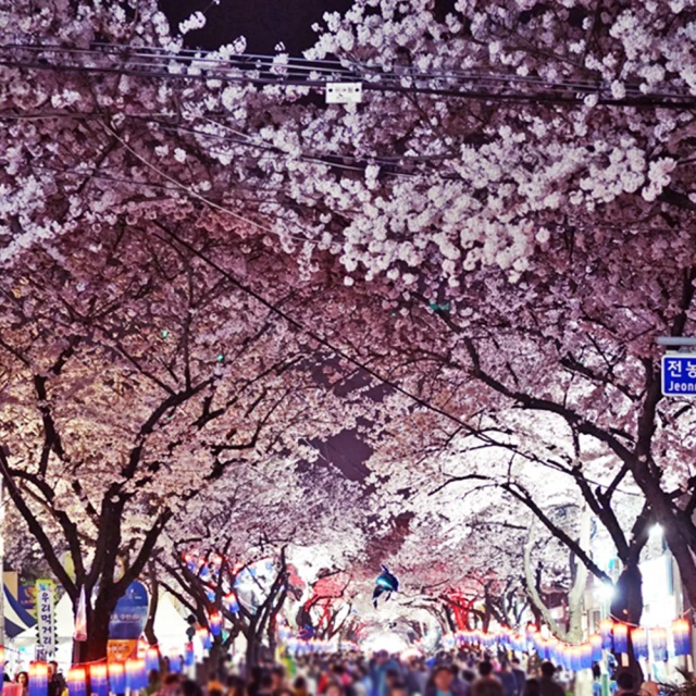 3/20-4/15出發賞櫻限定↘ 易起粉櫻濟州五日~櫻花隧道