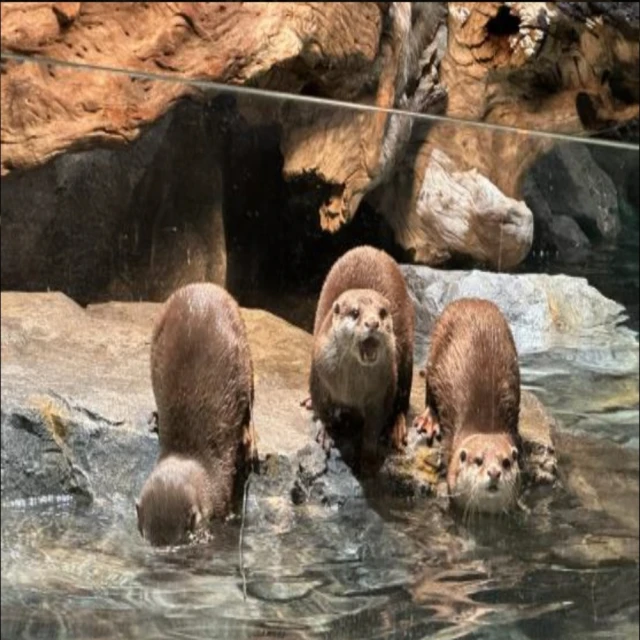 喜鴻假期 【高雄出發.首爾櫻花海5日】彩妝一站、江華島賞櫻、