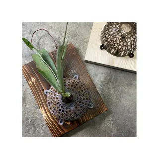 【蕨對好用】鹿角蕨植板組合包_表面碳化原木×蕨藝好球_18x25cm(多肉組盆、苔球花藝 瘋狂植物社)