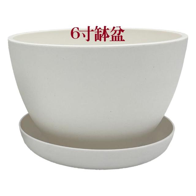 【小美紀】6寸缽盆附底盤(花盆 花架 圓盆 多肉盆 盆栽 水盤 肥料 多肉)