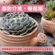 【花公主】多肉植物專用石2L 3件組(多肉植物適用/排水/透氣)