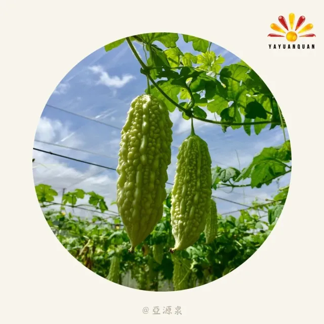 亞柏林 山苦瓜茶 100g/包 5包組(苦瓜茶)