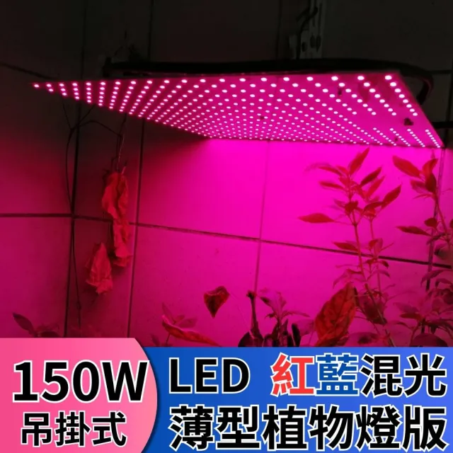 【JIUNPEY 君沛】LED150W薄型植物燈板 150瓦吊掛式植物燈 紅藍混光 專業型光譜(植物燈)