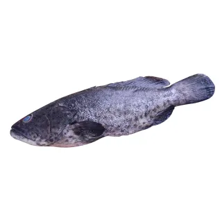 【心鮮】活凍鮮甜石斑魚10件組(450g)