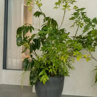 【HALLO HUTTE】LUSH HAVEN 綠意家園 室內組合盆(D55 H45／此尺寸無水盤)