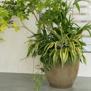 【HALLO HUTTE】LUSH HAVEN 綠意家園 室內組合盆(D45 H38/含水盤)