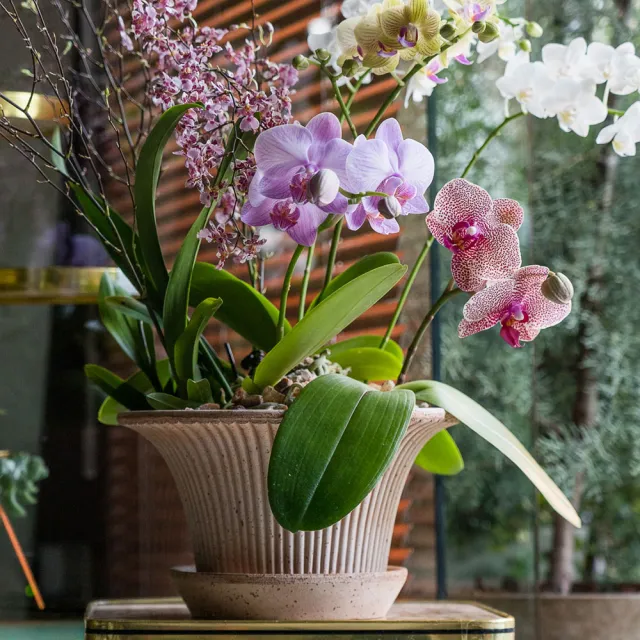 【HALLO HUTTE】Orchid Garden Gift Box 季節蘭園禮盆 Bergspotter Daisy(D25/含底盤)