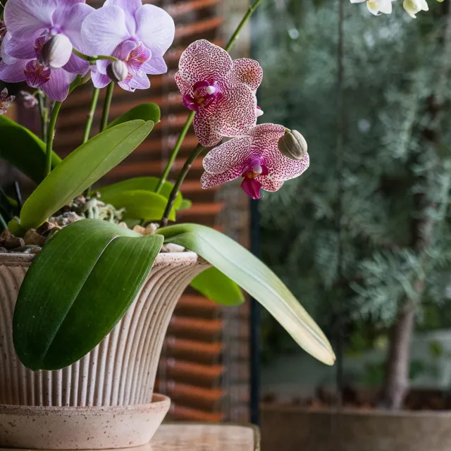 【HALLO HUTTE】Orchid Garden Gift Box 季節蘭園禮盆 Bergspotter Daisy(D25/含底盤)