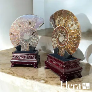 【HERA 赫拉】吉祥招財斑彩螺擺件(吉祥招財 斑彩螺 擺件)