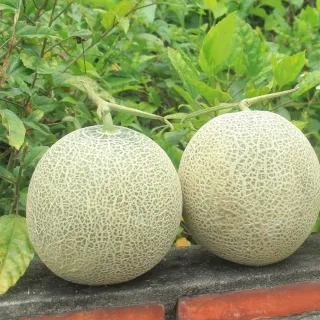 【阿成水果】日本空運高知綠肉哈密瓜2粒/4kgx1盒(果肉細緻_口感清爽_冷藏配送)