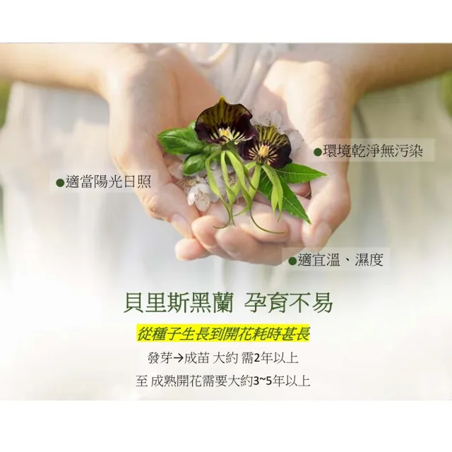 黑蘭極皙儷緻 馥活逆齡霜(1入/組)