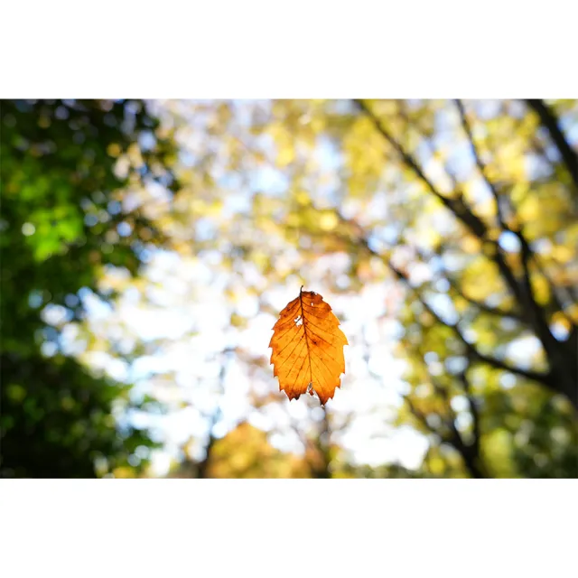 【SONY 索尼】FE 16mm F1.8 G SEL16F18G (公司貨) 超廣角定焦鏡頭 大光圈 全片幅微單眼鏡頭