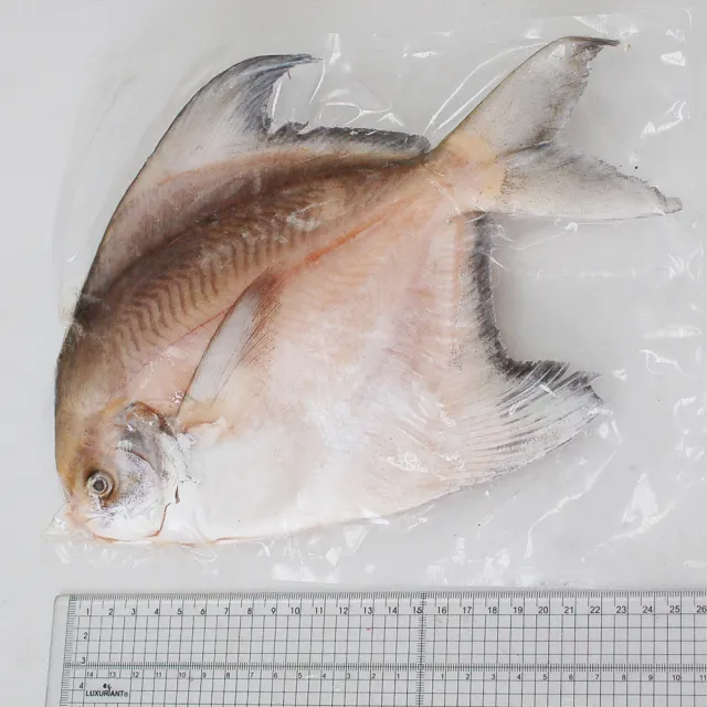 【築地一番鮮】野生一本釣白鯧魚3尾(約500g/尾)